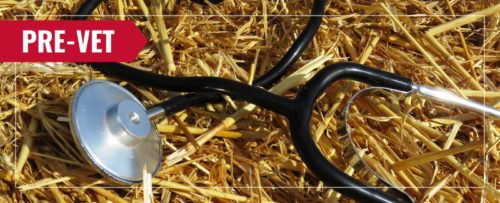 Pre-Vet banner image with stethoscope sitting in hay